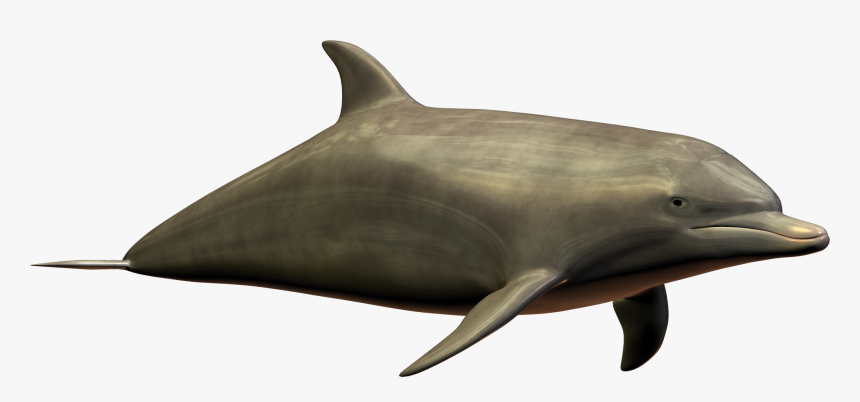 Dolphin Png, Transparent Png, Free Download