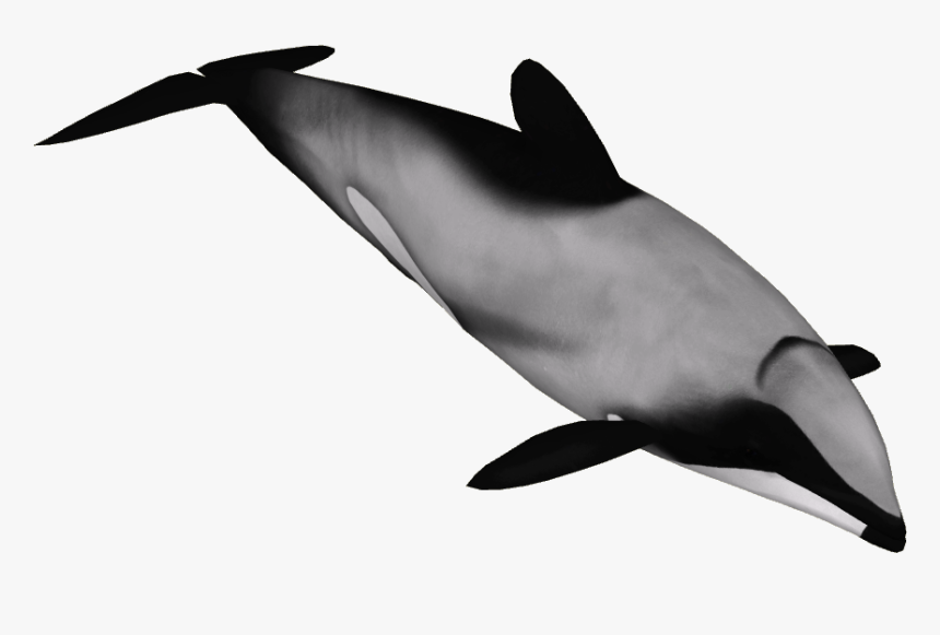 Hector"s Dolphin, HD Png Download, Free Download