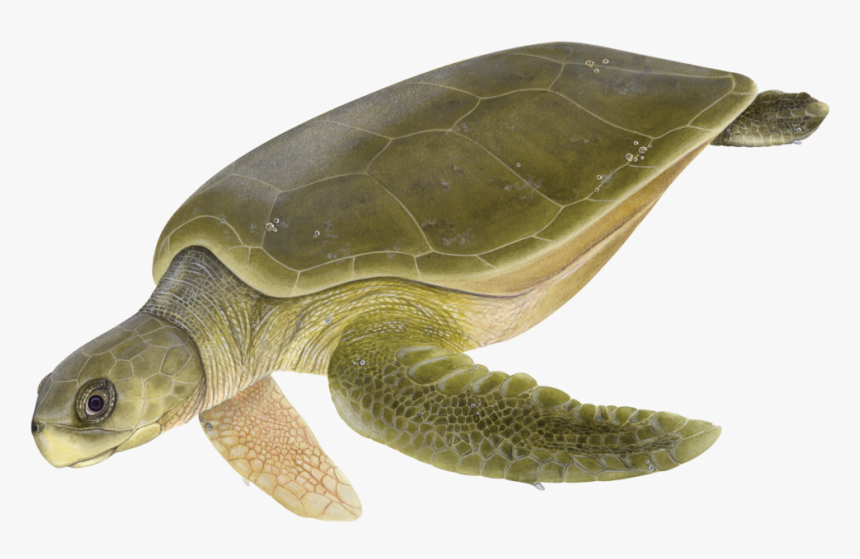 Flatback Sea Turtle Png , Png Download, Transparent Png, Free Download