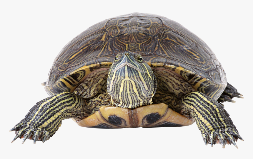 Download For Free Turtle Png Icon, Transparent Png, Free Download
