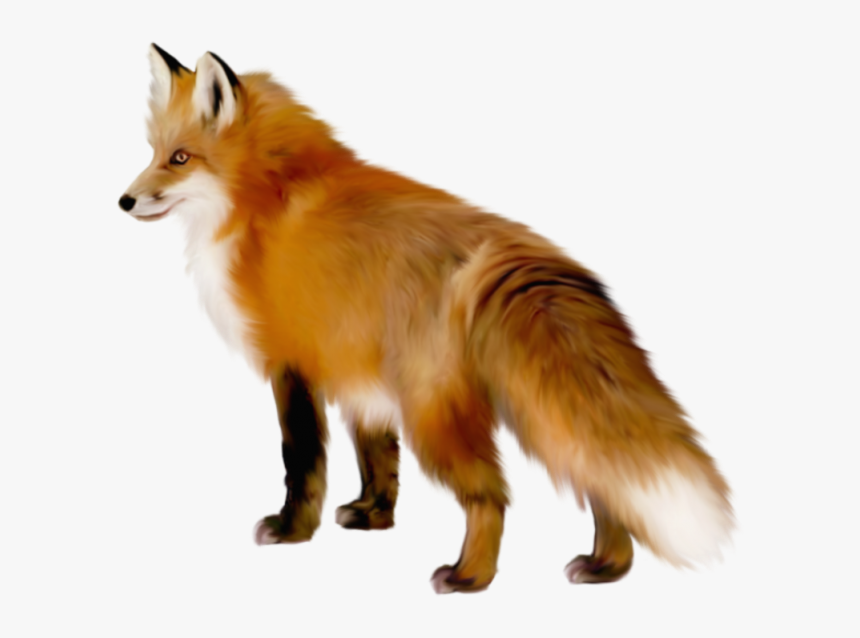 Fox Png, Transparent Png, Free Download