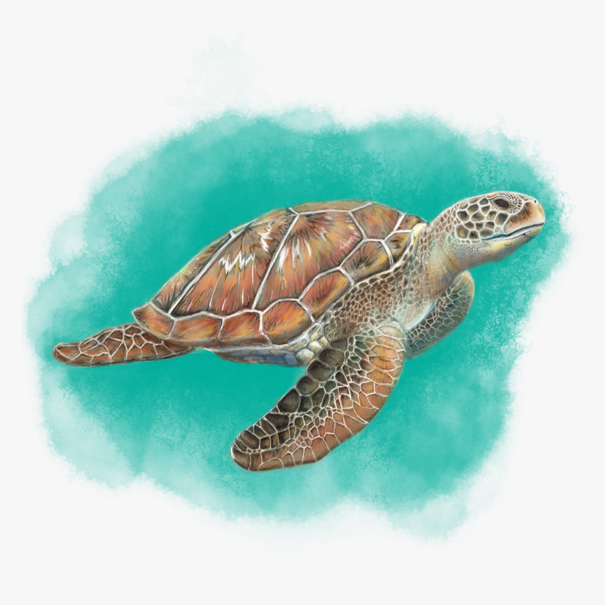 Sea Turtle , Png Download, Transparent Png, Free Download