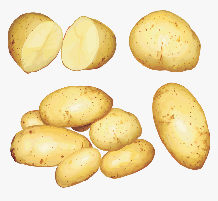 Potato Png Image, Transparent Png, Free Download