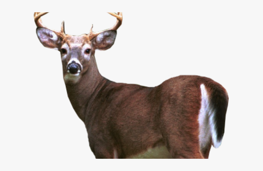 Deer Png Transparent Images, Png Download, Free Download