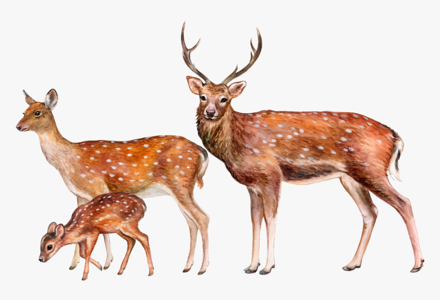 Transparent Deer Png, Png Download, Free Download