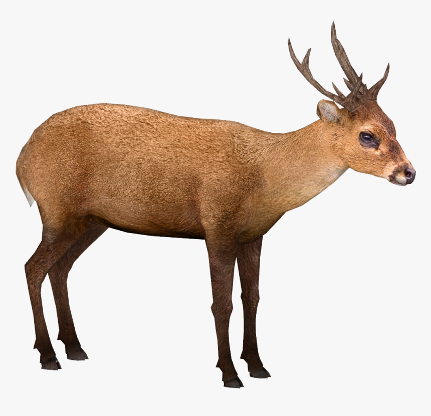 Deer Png, Transparent Png, Free Download