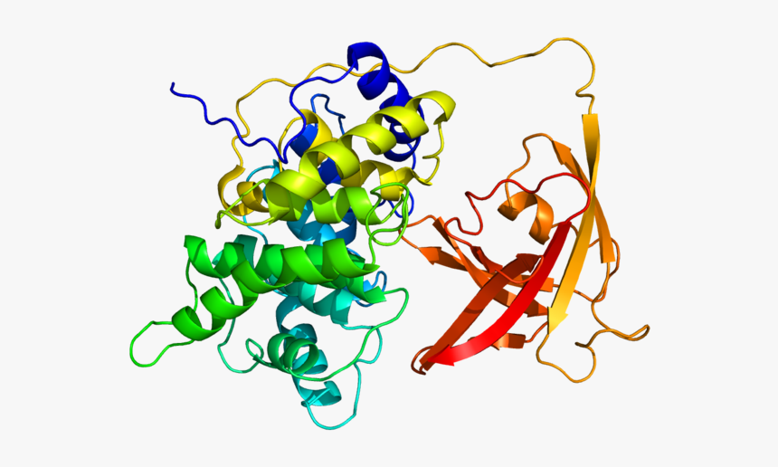 Protein Gif Pdb 2ckt, HD Png Download, Free Download
