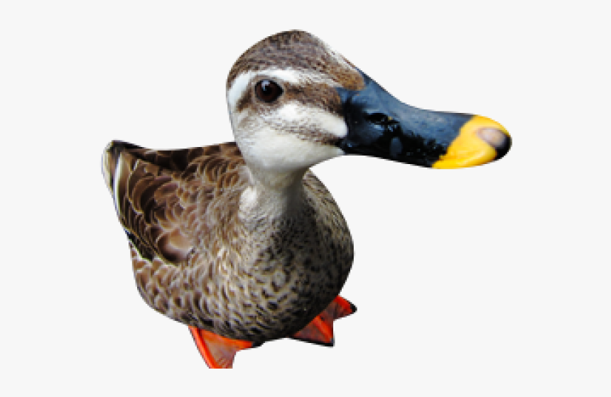 Duck Png Free Download, Transparent Png, Free Download
