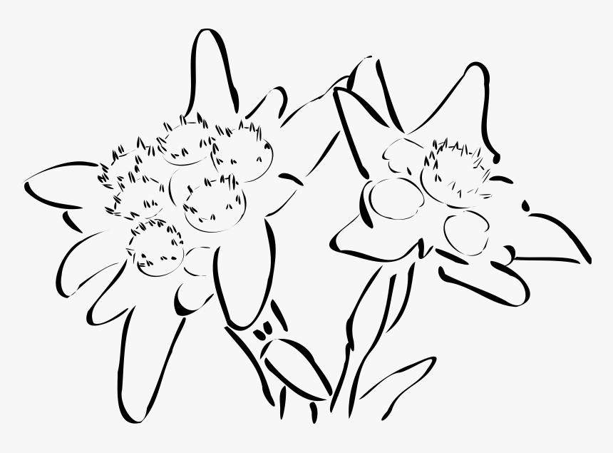 Edelweiss Clipart, Png Download, Transparent Png, Free Download