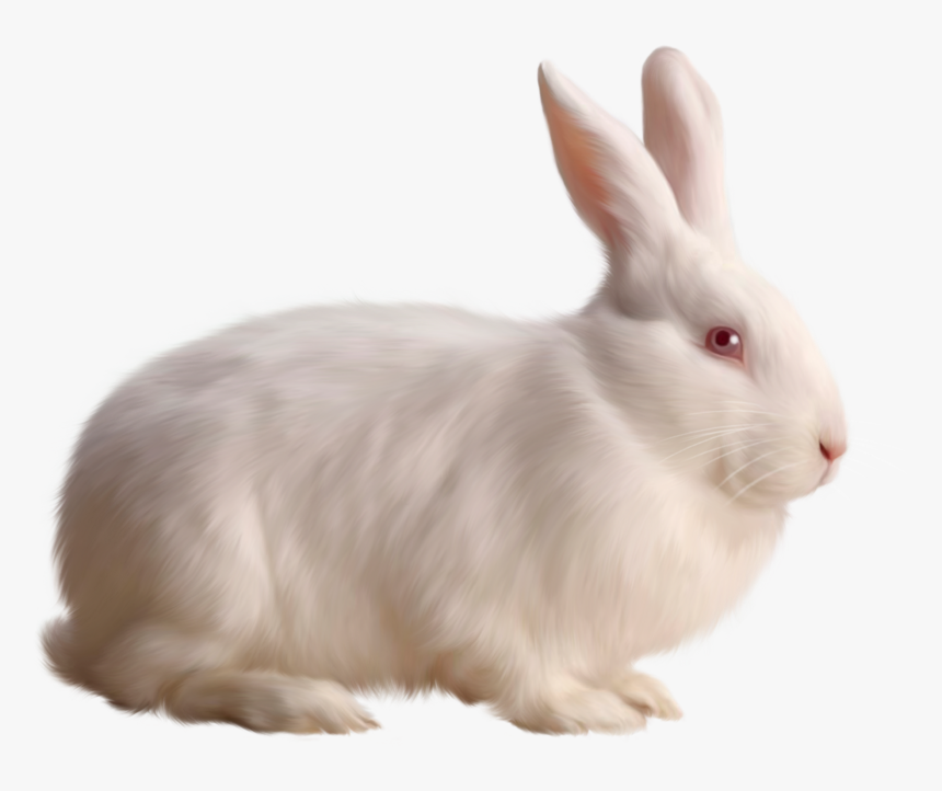 Transparent White Bunny Rabbit Png, Png Download, Free Download