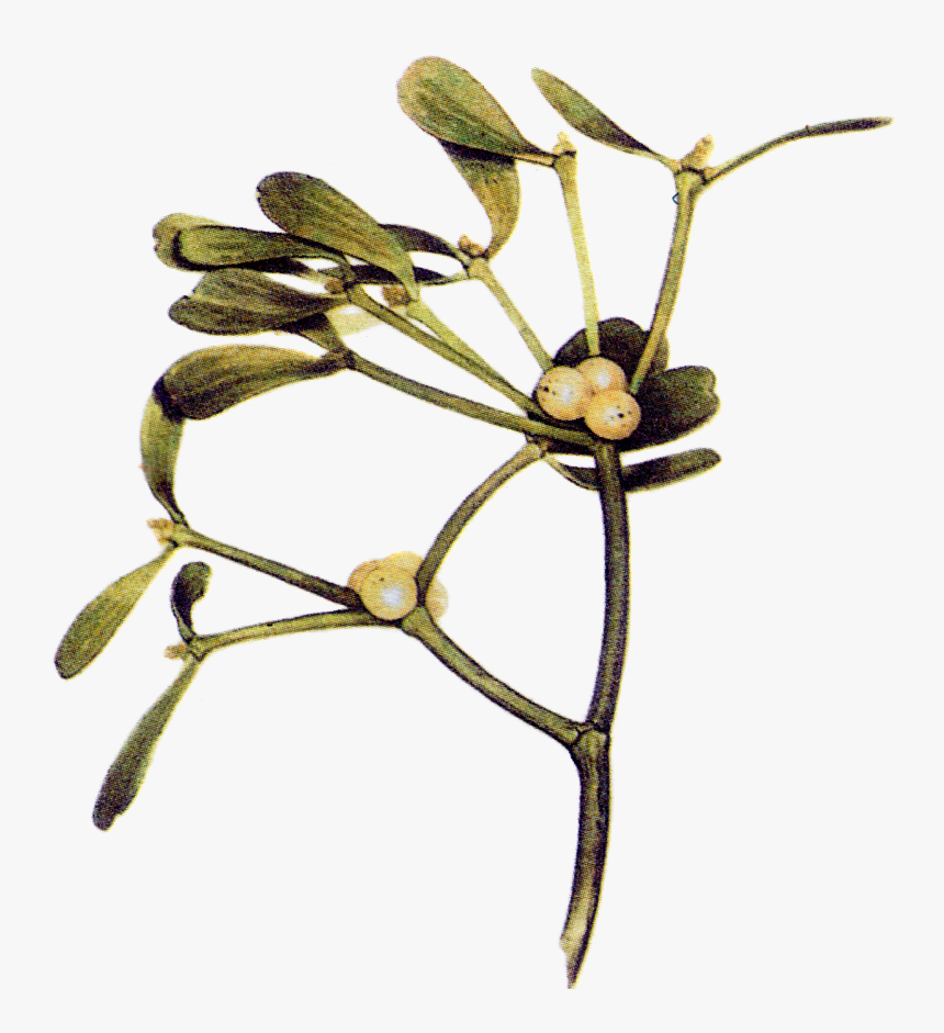 Mistletoe Png, Transparent Png, Free Download