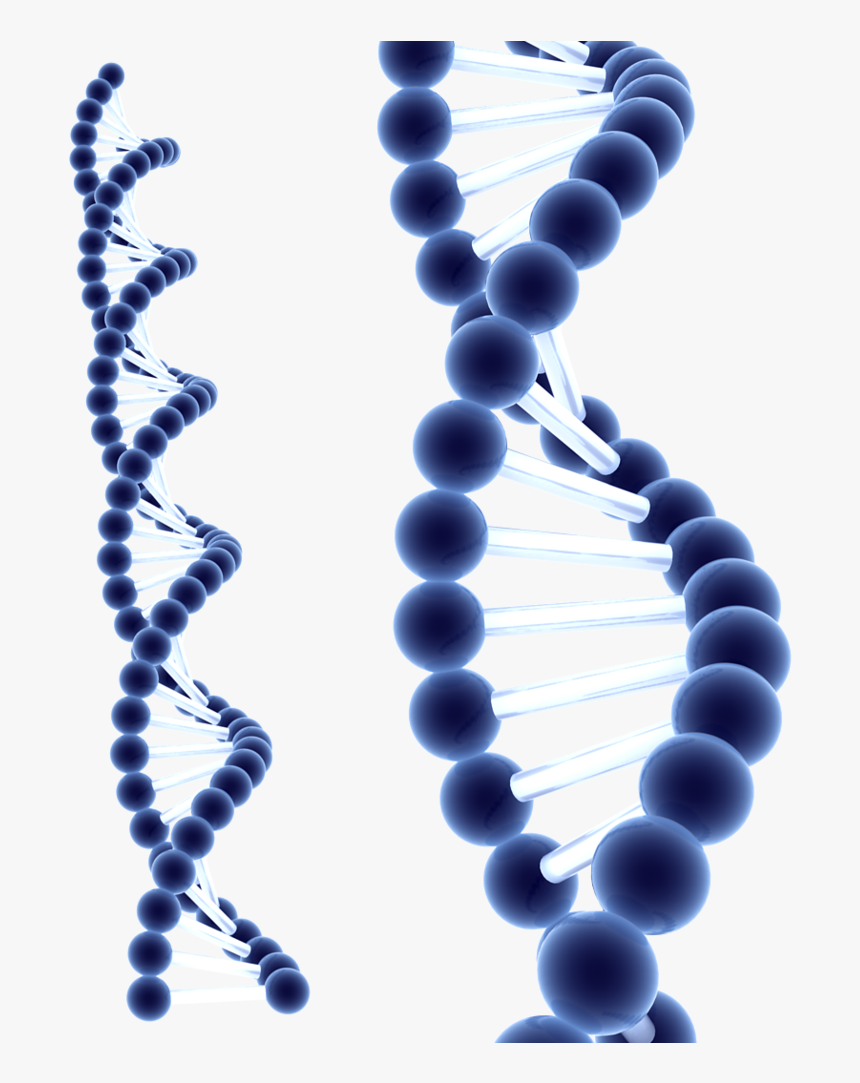 Dna Png Clipart, Transparent Png, Free Download