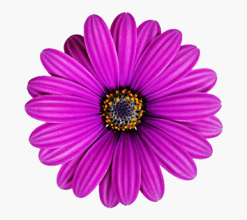 Lilac Purple African Daisy, HD Png Download, Free Download