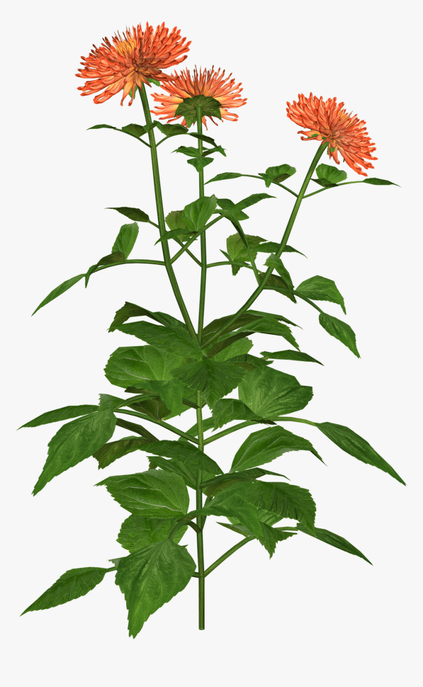 Png Download , Png Download, Transparent Png, Free Download