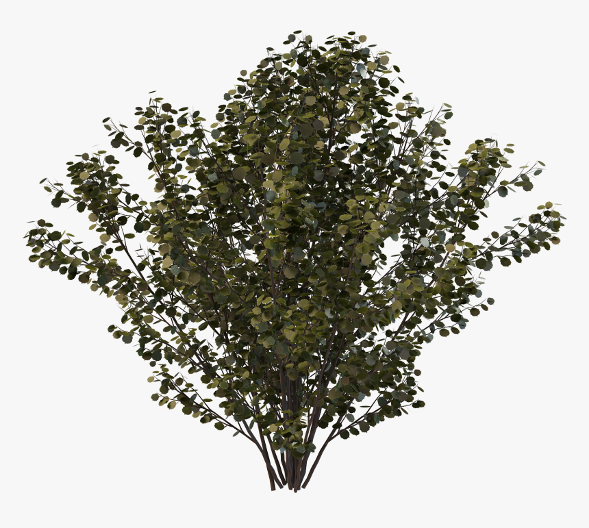 Shrub Models D Model, HD Png Download, Free Download