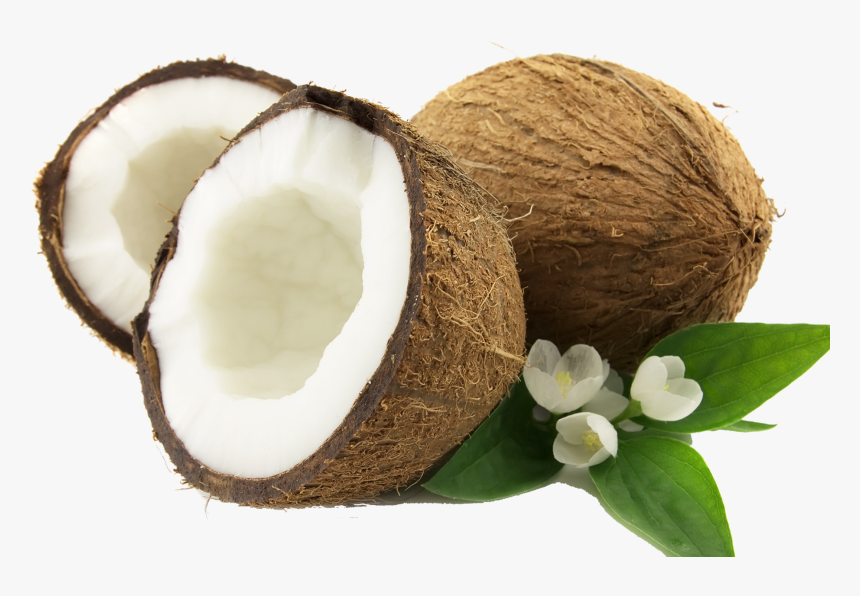 Coconut Png , Png Download, Transparent Png, Free Download