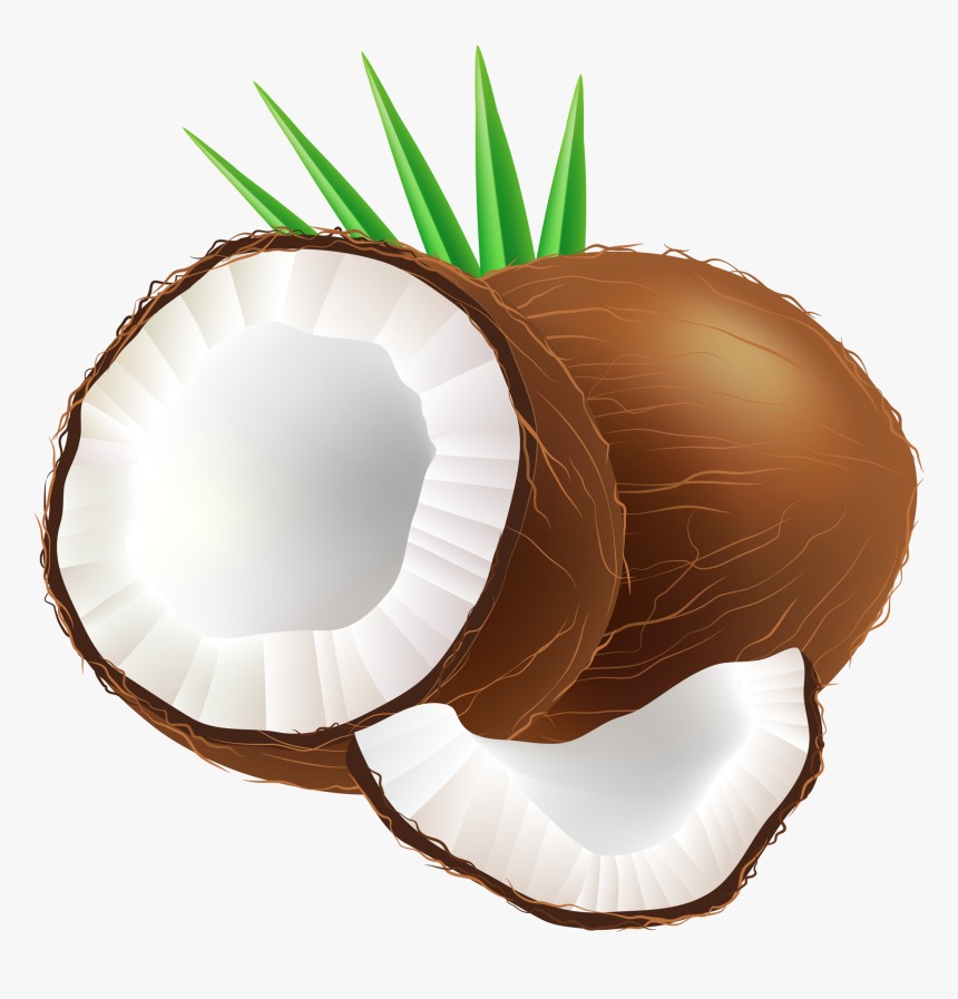 Coconut Png Clip Art, Transparent Png, Free Download