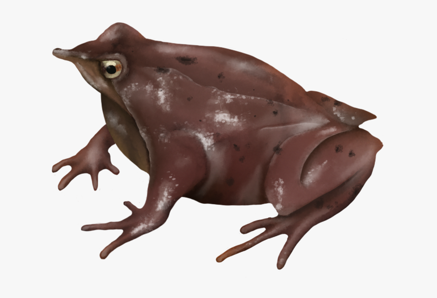 Frog Png, Transparent Png, Free Download