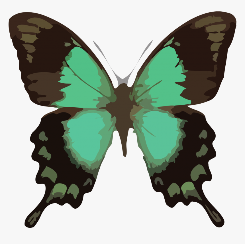 Butterfly Png Clipart Download Png, Transparent Png, Free Download