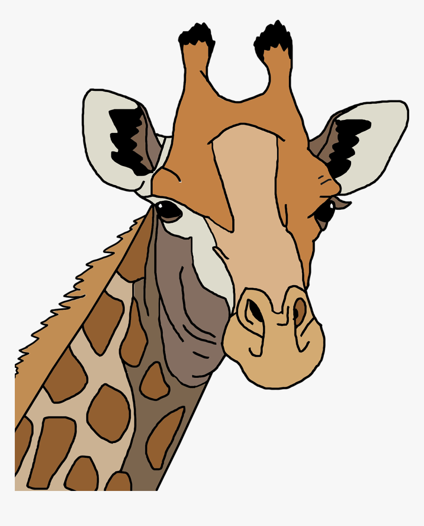 Giraffe Png, Transparent Png, Free Download