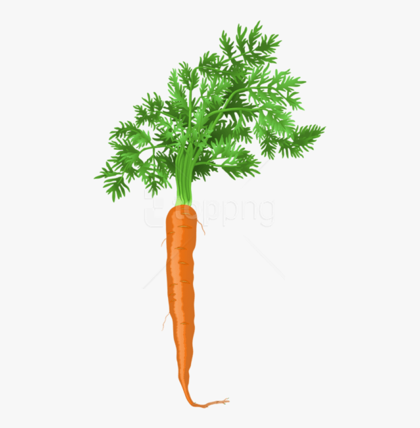 Carrot Png Png, Transparent Png, Free Download