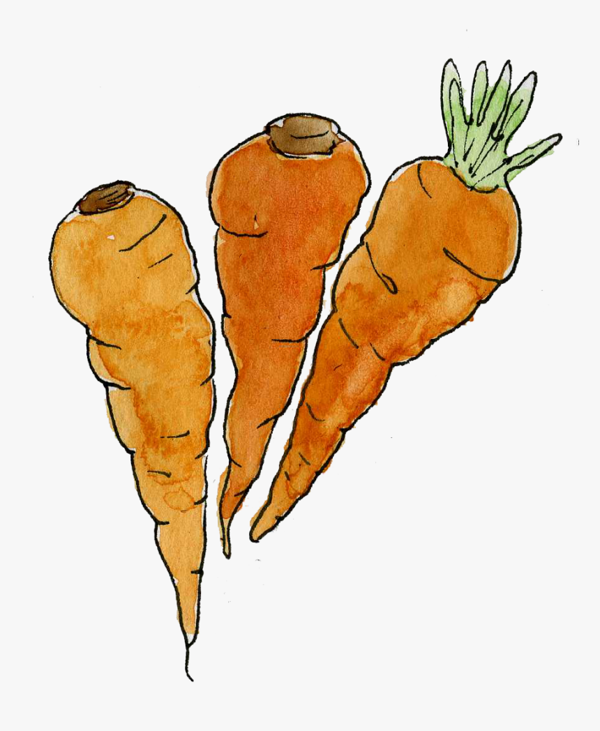 Carrots, HD Png Download, Free Download