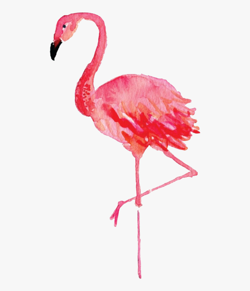 Flamingo Png Photos, Transparent Png, Free Download