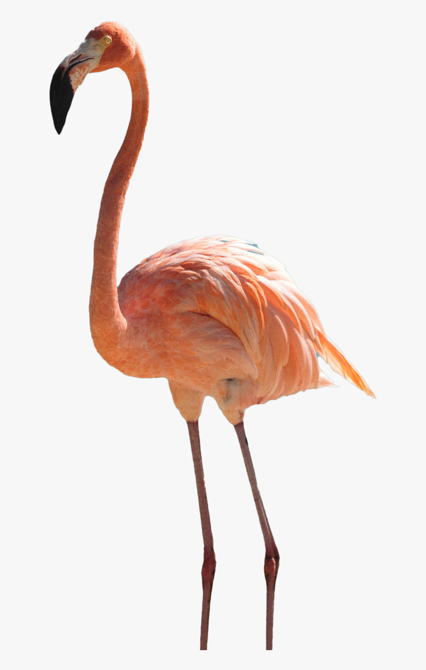 Flamingo Png, Transparent Png, Free Download