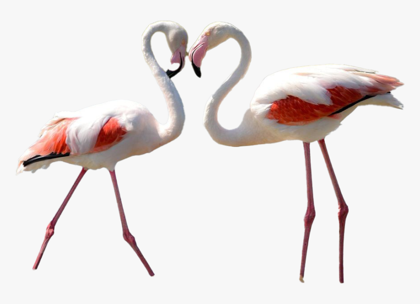 Real Flamingo Transparent Background, HD Png Download, Free Download