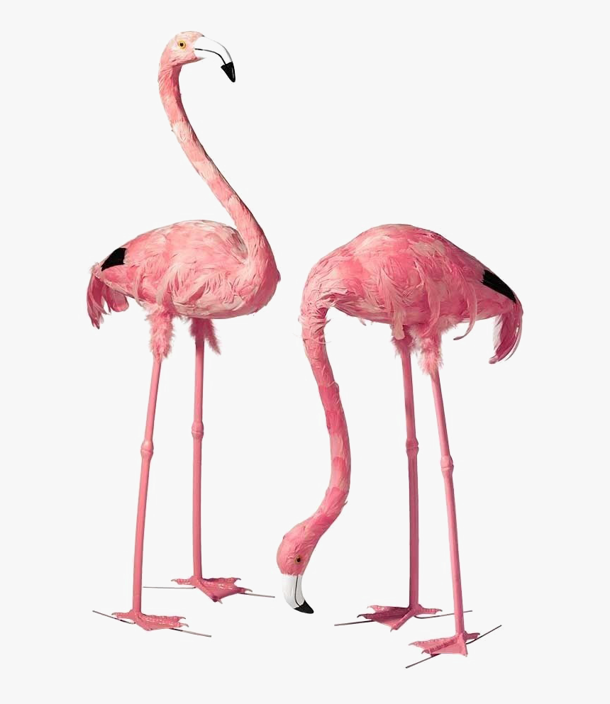 Flamingo Png, Transparent Png, Free Download