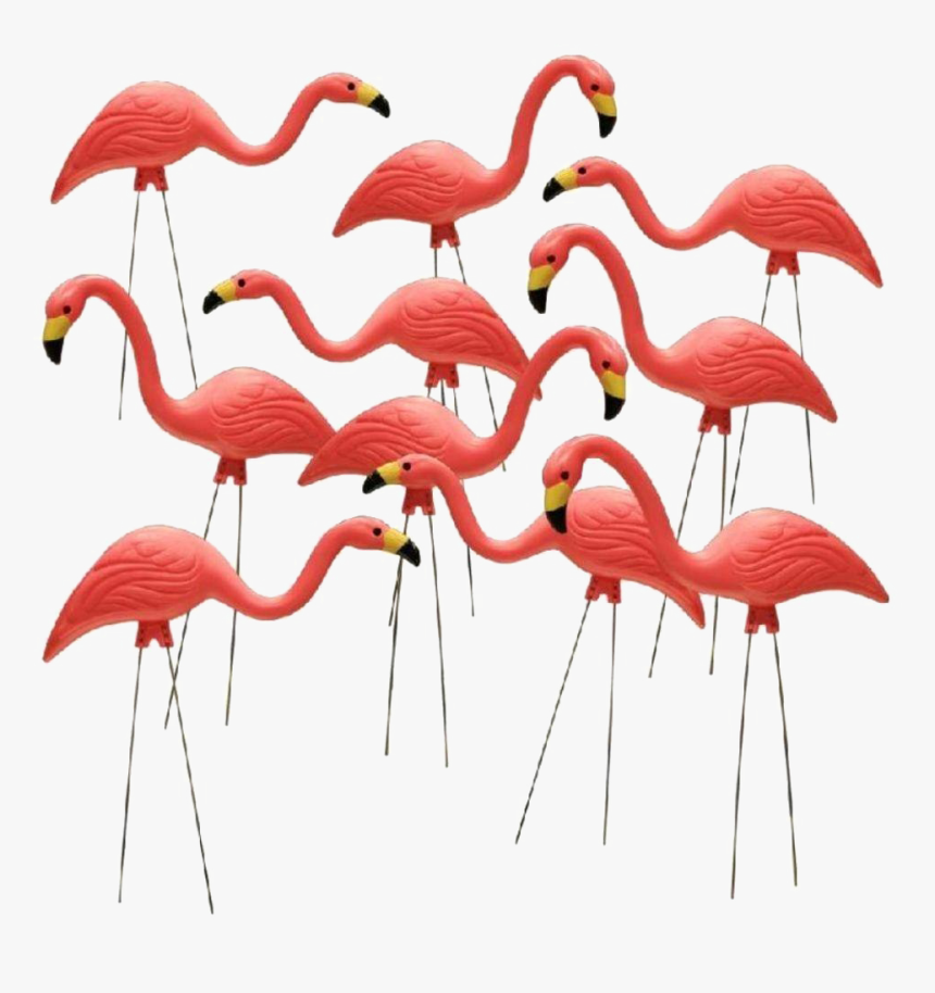 Flamingo Download Transparent Png Image, Png Download, Free Download