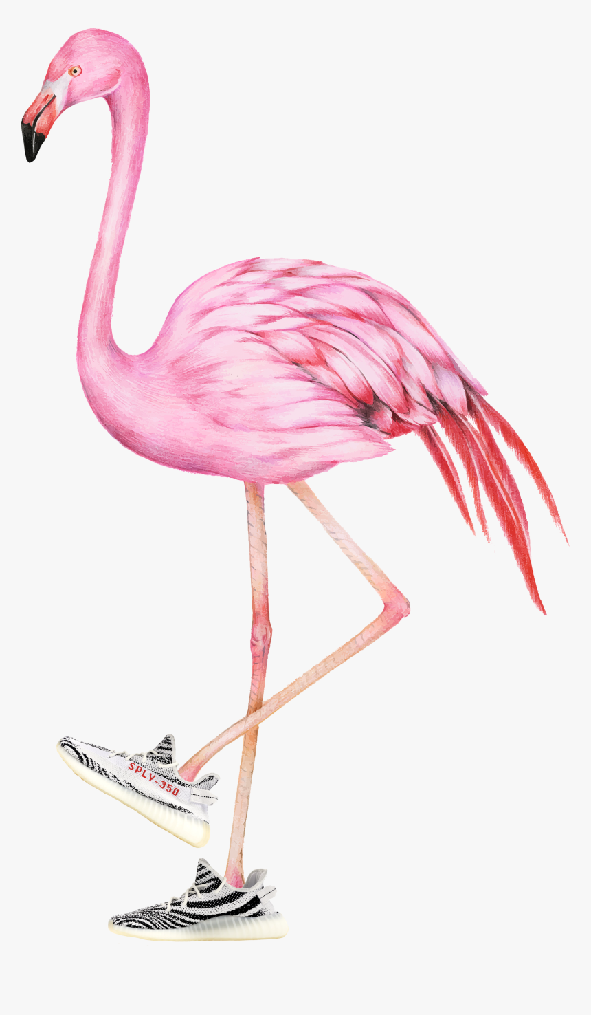 Flamingo Png, Transparent Png, Free Download