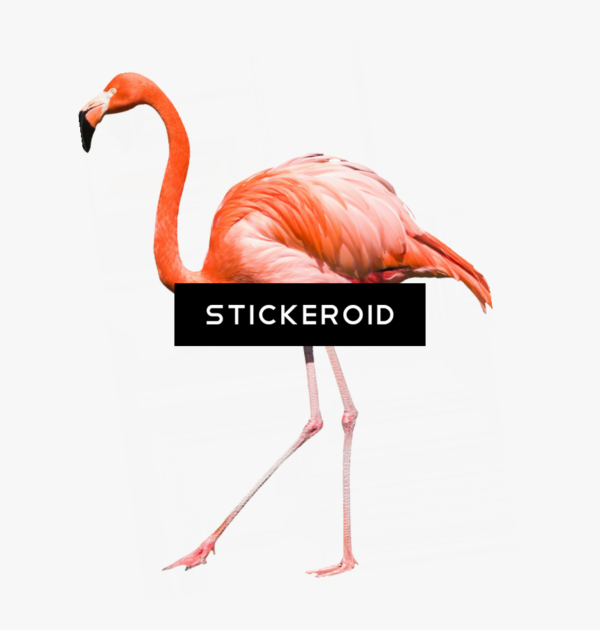 Greater Flamingo , Png Download, Transparent Png, Free Download
