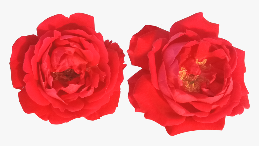 Red Rose Png Image, Transparent Png, Free Download