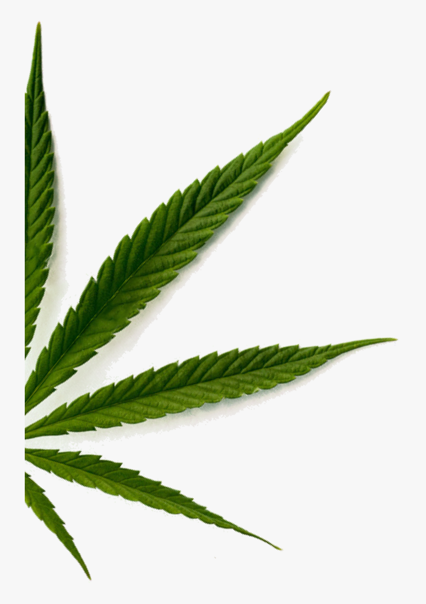 Weed Leaf Png, Transparent Png, Free Download