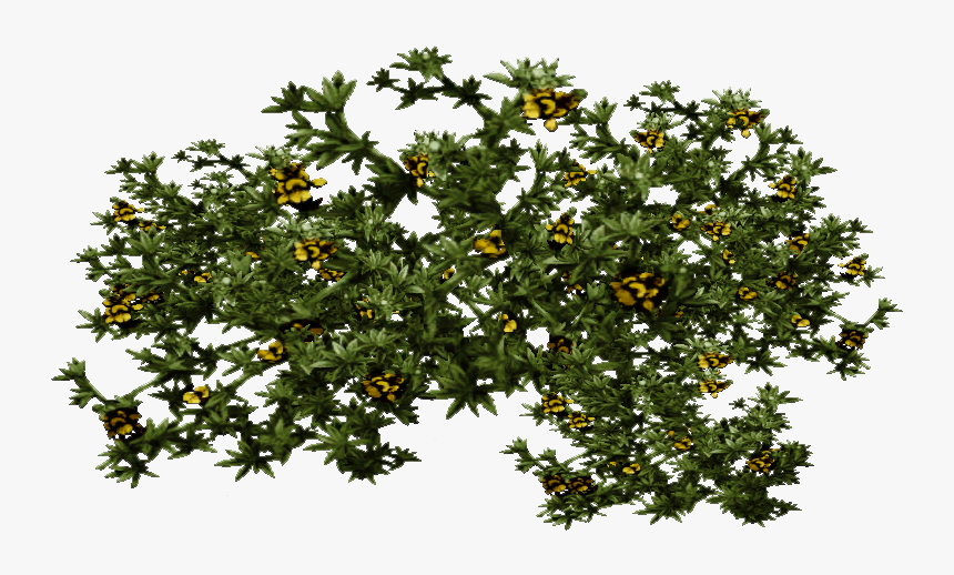 The Leaves Of The Bush, Picture Jason Keith, HD Png Download, Free Download