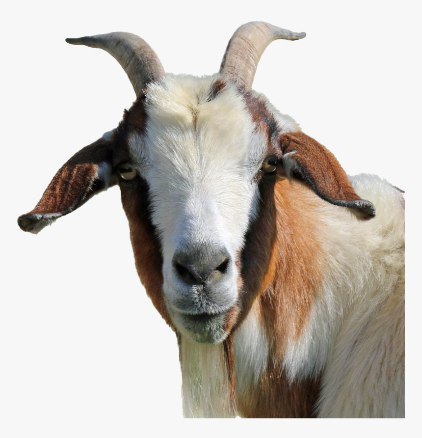 Goat Png Clipart, Transparent Png, Free Download