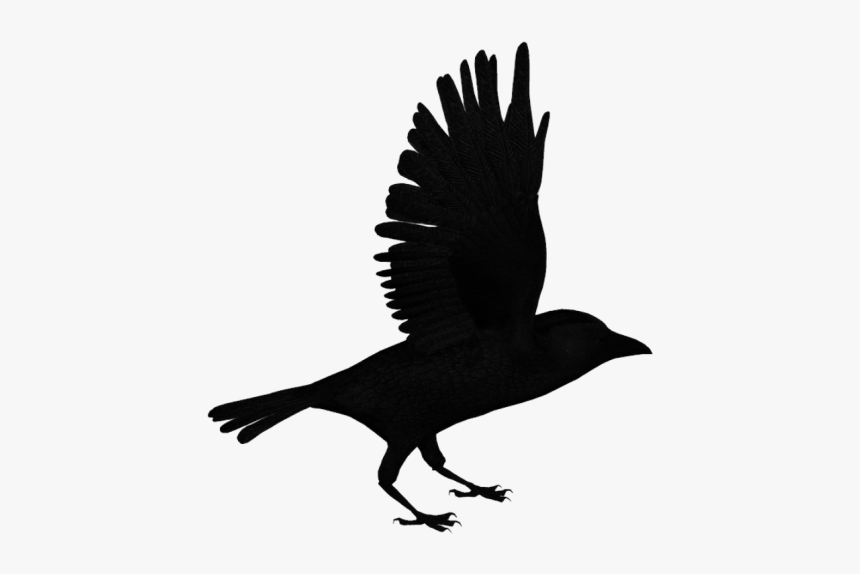 Raven Png, Transparent Png, Free Download