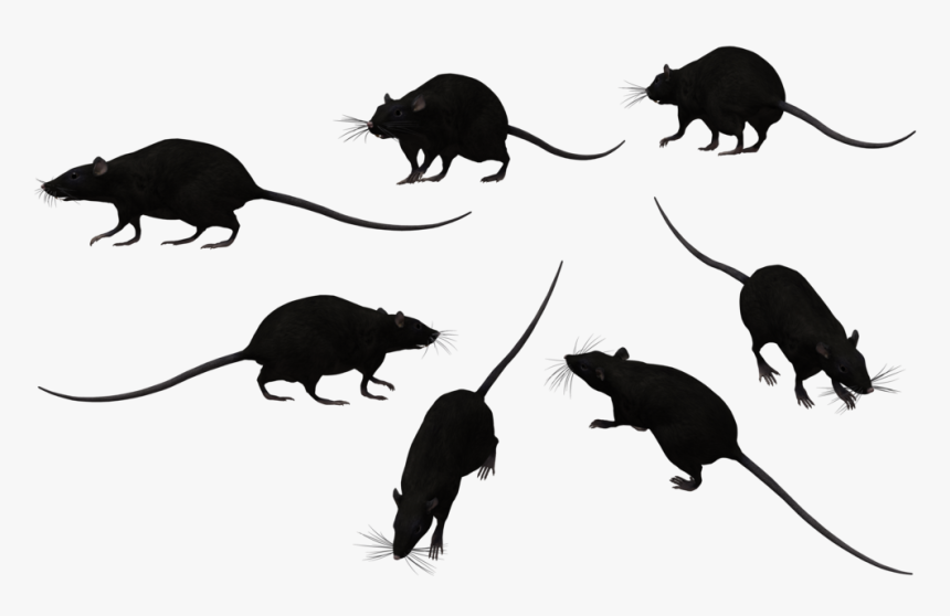 Rat Png Transparent Image, Png Download, Free Download