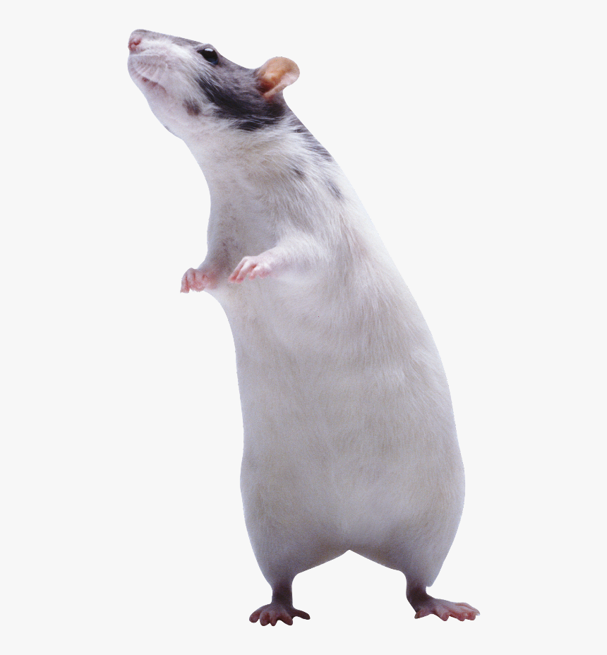 #rat #standing #freetoedit, HD Png Download, Free Download