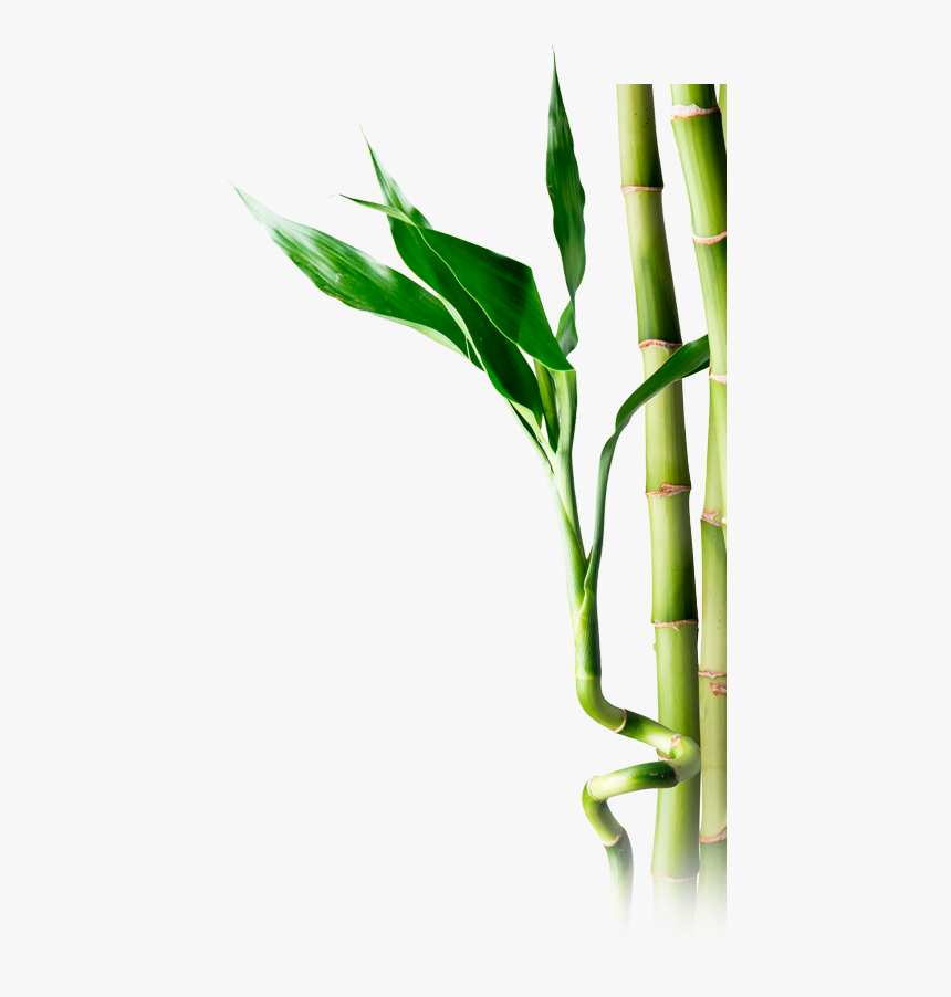 Bamboo Png, Transparent Png, Free Download