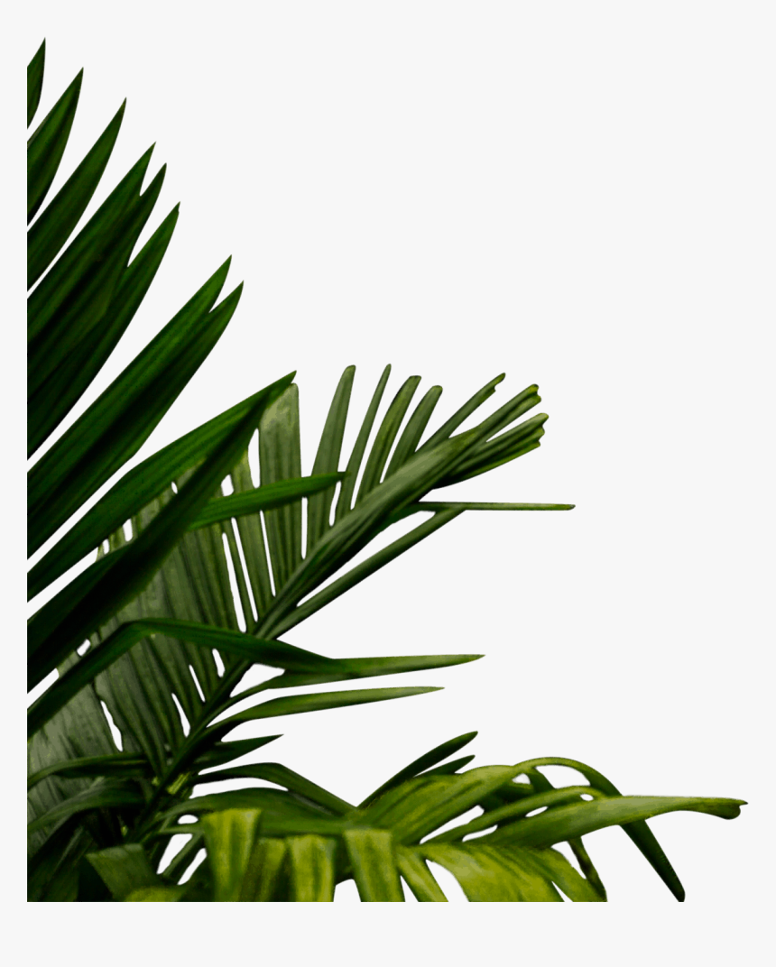 Bamboo Png, Transparent Png, Free Download