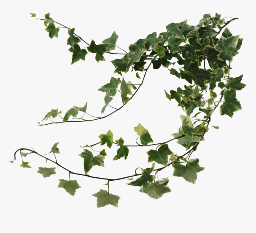 Ivy Png Image, Transparent Png, Free Download