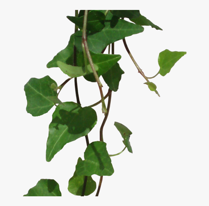 Ivy Png , Png Download, Transparent Png, Free Download