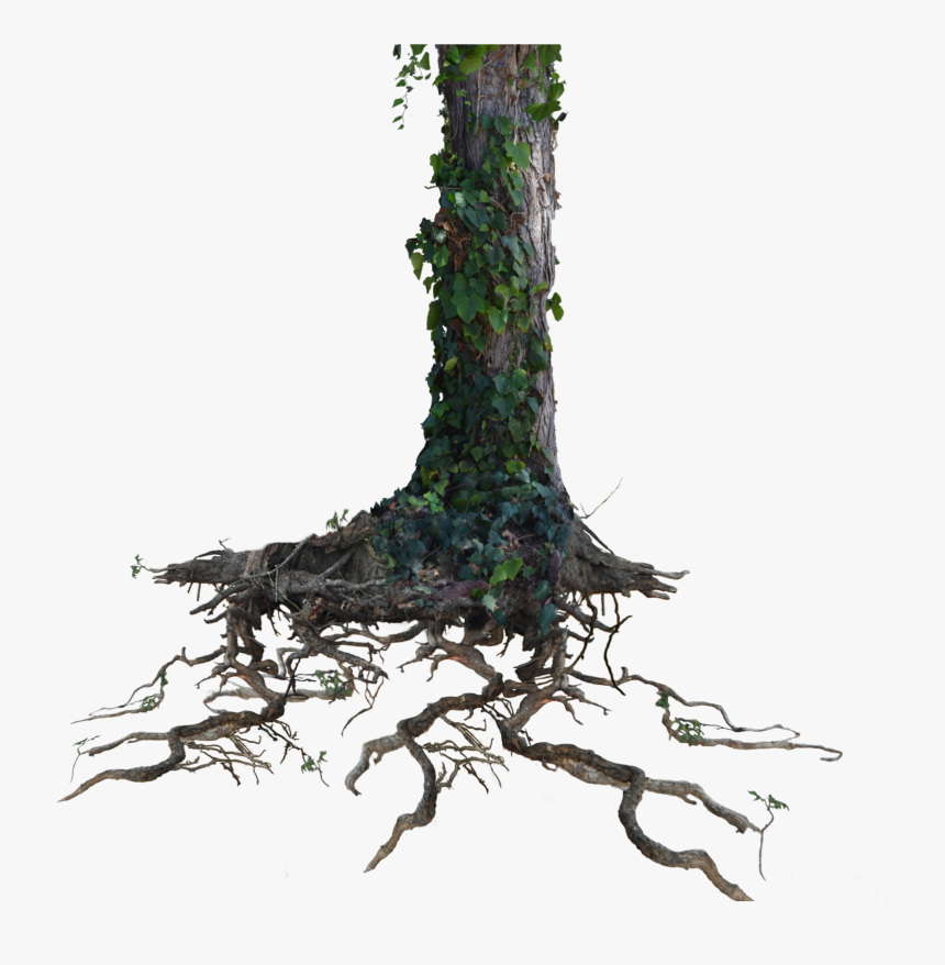 Tree Trunk Roots With Ivy Png Stock Photo 1077 By Annamae22, Transparent Png, Free Download