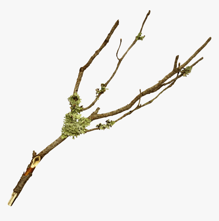 Branch Twig Tree Leaf, HD Png Download, Free Download