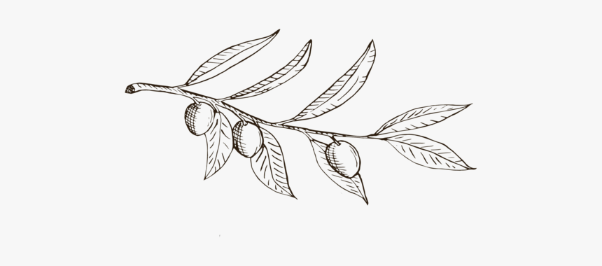 Focal Photography Logo Olive Branch, HD Png Download, Free Download