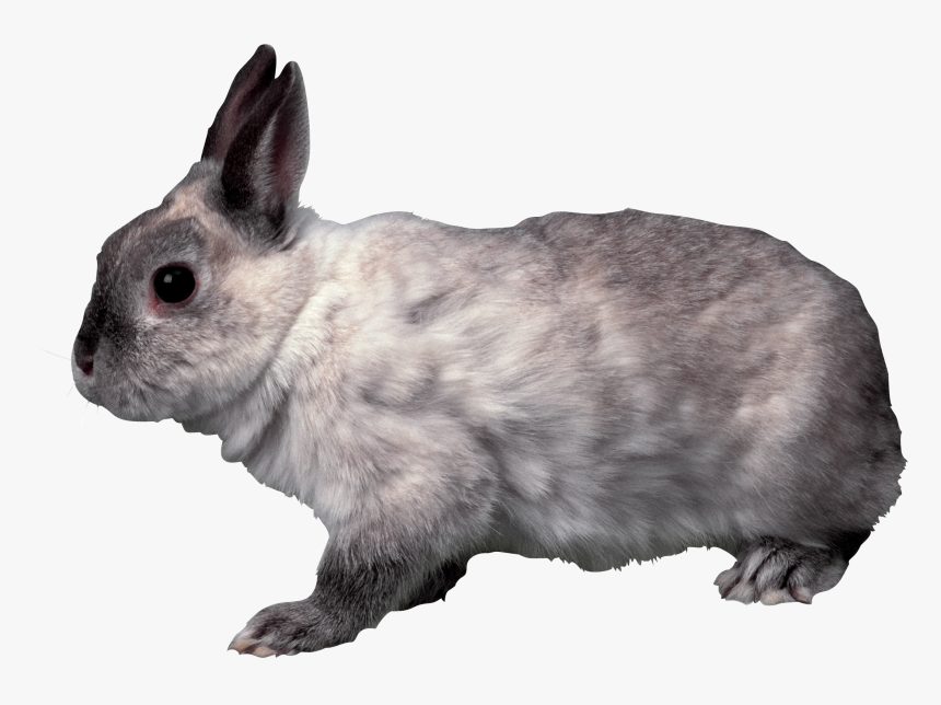 Rabbit Png Rabbit Png, School Projects, Bunnies, Clip, Transparent Png, Free Download