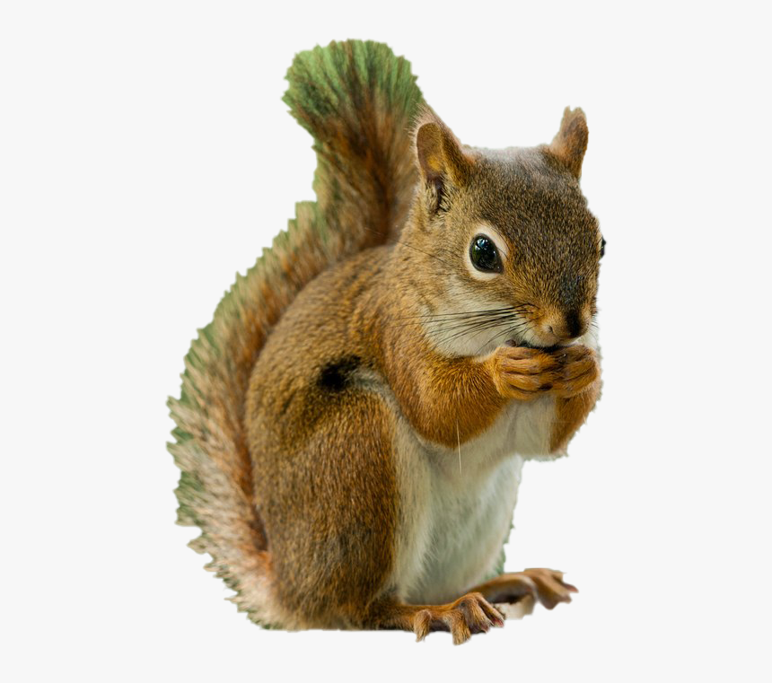 Squirrel Png, Transparent Png, Free Download