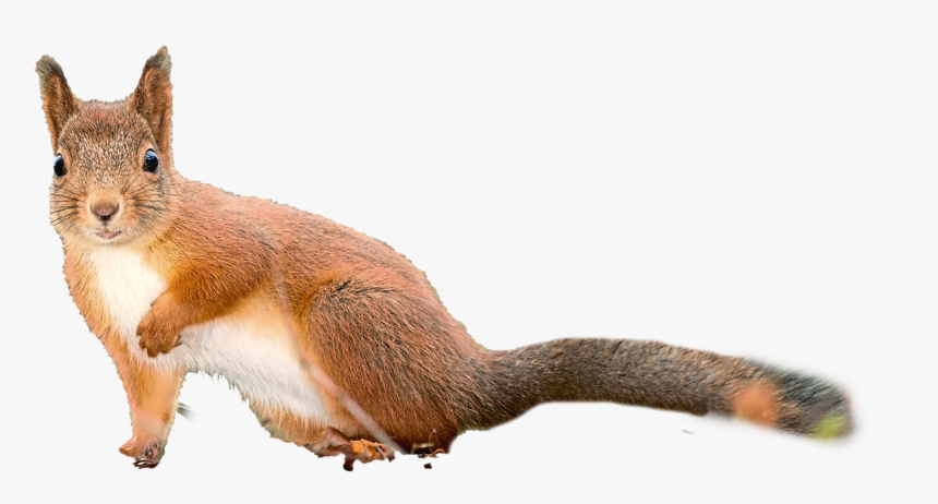 Squirrel Png, Transparent Png, Free Download